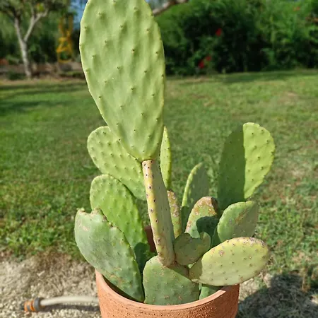 Nonna Silvana アパート アテッサ