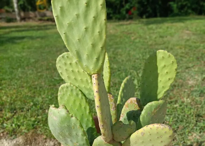 Nonna Silvana Appartamento Atessa